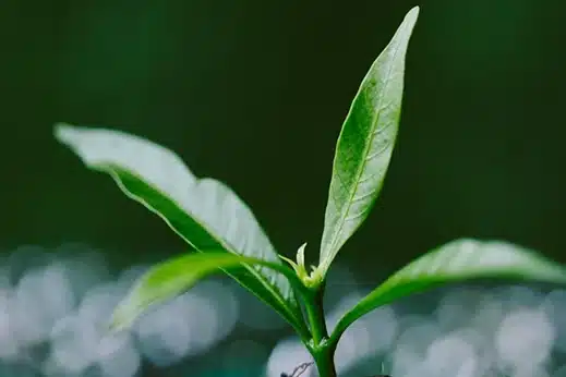 Environnement